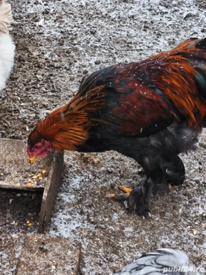 Cocoși Brahma tineri  - imagine 4