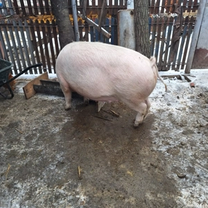 purcea marele alb cu pietrean  - imagine 3