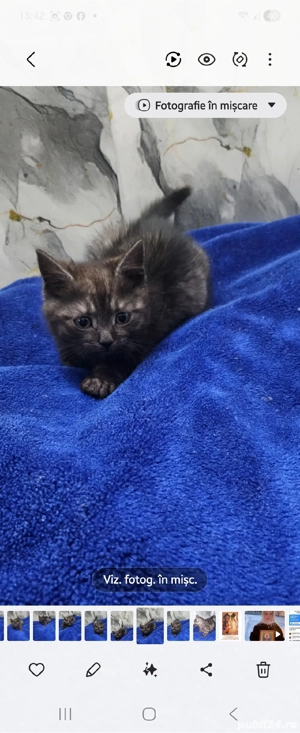 motnelul british-tigrat   - imagine 3