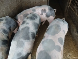 Porci grași rasă pietrain 