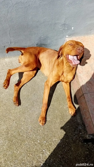 Ruby iși caută căsuță cu iubire - imagine 2