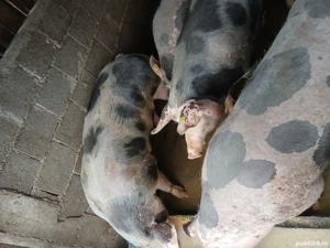Porci grași rasă pietrain  - imagine 4