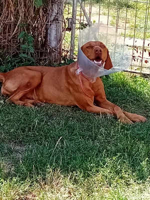 Ruby iși caută căsuță cu iubire - imagine 3