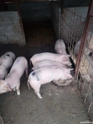 purcei de vanzare  - imagine 2