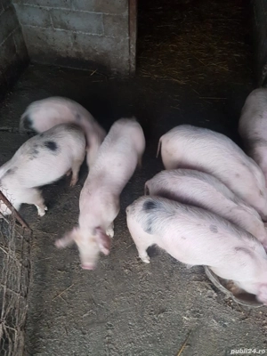 purcei de vanzare  - imagine 3
