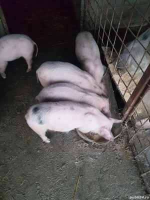 purcei de vanzare  - imagine 4