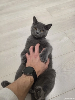 Pui de pisica British Shorthair - imagine 3