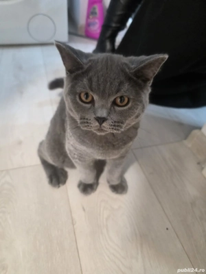 Pui de pisica British Shorthair - imagine 4