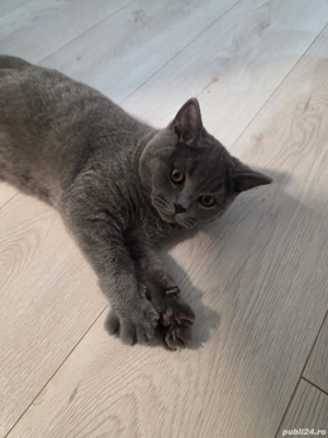 Pui de pisica British Shorthair - imagine 2
