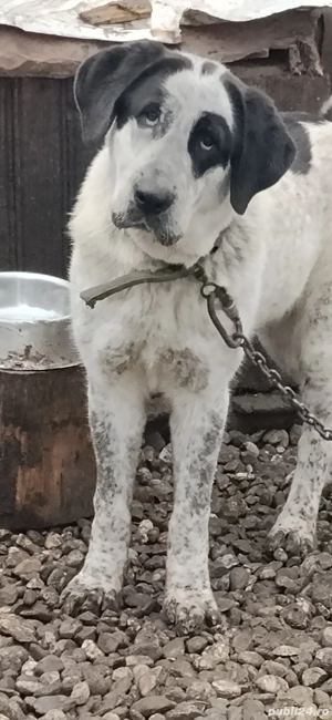 Femela Mix Bucovina &Asia  - imagine 2