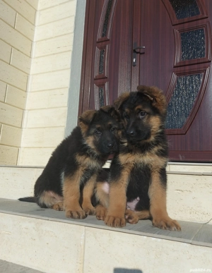Pui Ciobănesc German cu pedigree - imagine 2