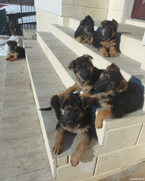 Pui Ciobănesc German cu pedigree
