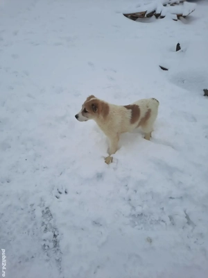 Femela Ciobanesc de Asia Centrala