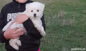 Vând bichon havanez 