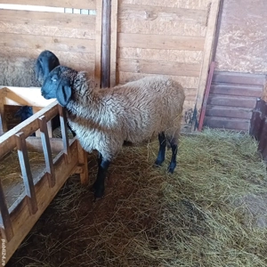 oaie la a treia fătare cu miel lângă ea și mioară gestantă 