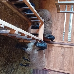 oaie la a treia fătare cu miel lângă ea și mioară gestantă 1700 buc  - imagine 4