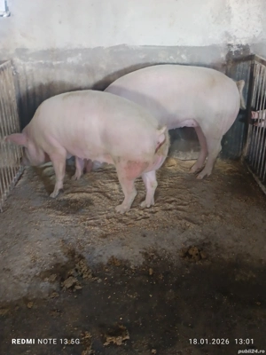 Vănd porci rasă de carne - imagine 3