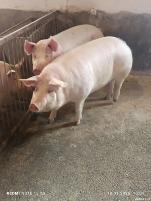 Vănd porci rasă de carne - imagine 2