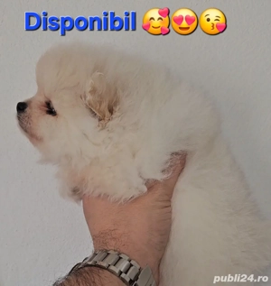 Se ofera catel pomeranian talie foarte mica