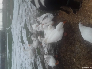 vind Gâște fac și schimb 