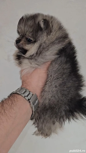 Se ofera catel pomeranian talie foarte mica - imagine 2