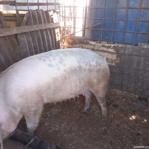 Porc de vamzare - imagine 2