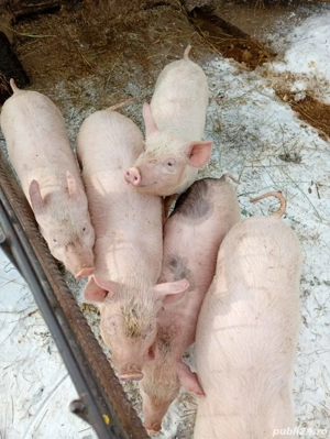 Purcei rasa marele alb - imagine 2