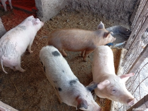 vand grăsuni  - imagine 4