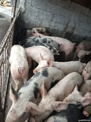 Vând porci între 25- 60kg - imagine 3