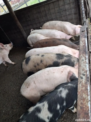 Vând porci între 25- 60kg