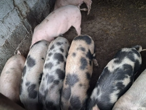 Vând porci între 25- 60kg - imagine 5