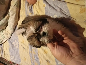 Vând sau schimb cățelușa shihtzu 