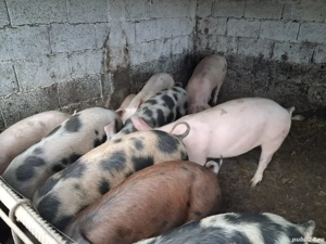 Vând porci între 25- 60kg - imagine 4