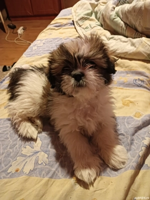 Vând o cățelușa shihtzu 