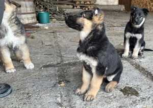 Pui ciobanesc german , 2 luni , Roman - imagine 3