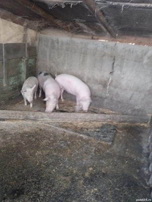 Vând purcică de crescut