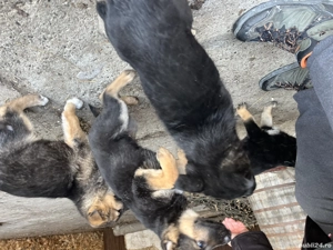 Pui ciobanesc german , 2 luni , Roman - imagine 5