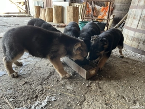Pui ciobanesc german , 2 luni , Roman - imagine 2