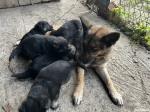Pui ciobanesc german , 2 luni , Roman - imagine 4