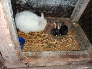 Cap de leu pitic  - imagine 4