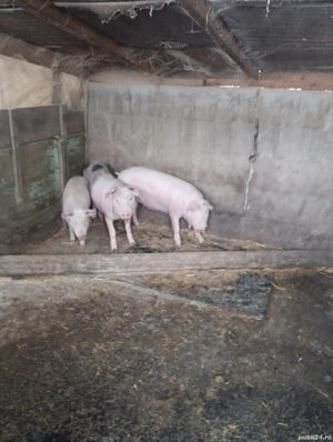 Vând purcică de crescut - imagine 2