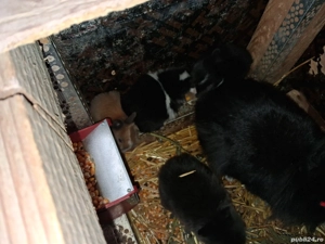 Cap de leu pitic  - imagine 5