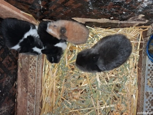 Cap de leu pitic  - imagine 2