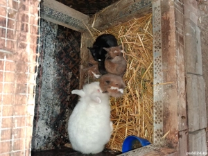 Cap de leu pitic  - imagine 3