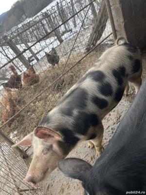 Porc de vânzare cel cu pete - imagine 2