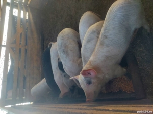 Vând porci grăsuni