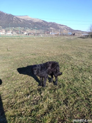 vand catel ciobanesc corb sau schimb  - imagine 3