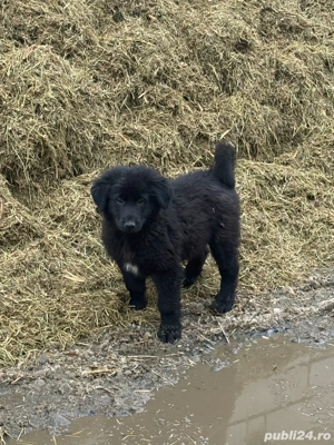 vand catel ciobanesc corb