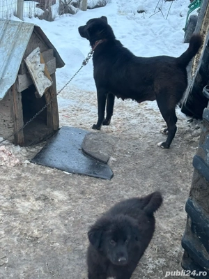 vand catel ciobanesc corb sau schimb  - imagine 4