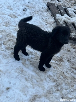 vand catel ciobanesc corb sau schimb  - imagine 2